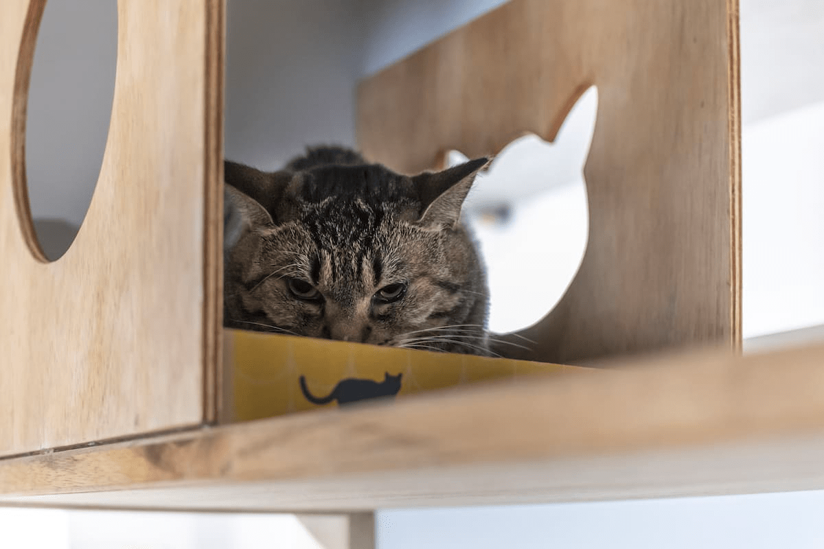 猫のためのリノベーション　隠れる部屋を作る