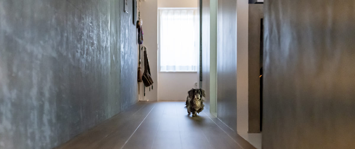 百合ヶ丘の中古マンションのリノベーション後の廊下を走る犬