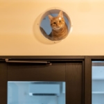 墨田区の中古マンションのリノベーション後のキッチンの窓から見た猫